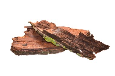 Beyaz arkaplanda ağaç kabuğu izole