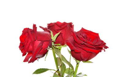 beyaz arkaplanda izole gül