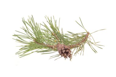 Christmas tree cone isolated on white background