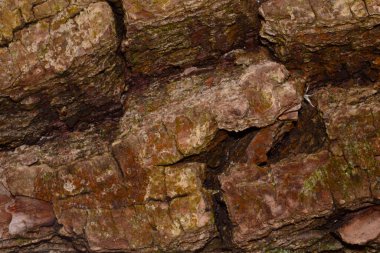 Beyaz arkaplanda ağaç kabuğu izole