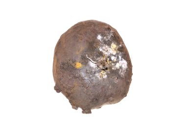 Pancar kökü beyaz arkaplanda izole edildi