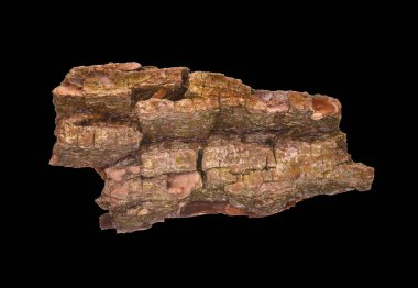 Beyaz arkaplanda ağaç kabuğu izole