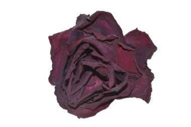 Beyaz bir arka plan üzerinde izole gül