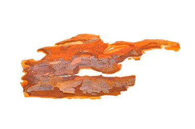 Beyaz arkaplanda ağaç kabuğu izole