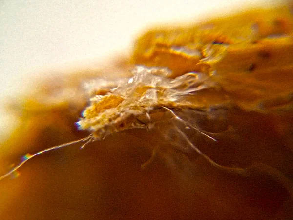 Bread Shot Close Microscope — Stok fotoğraf