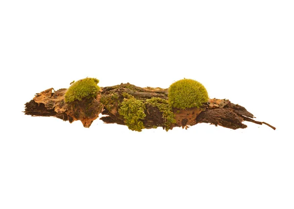 Träd Bark Isolerad Vit Bakgrund — Stockfoto