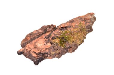 Beyaz arkaplanda ağaç kabuğu izole