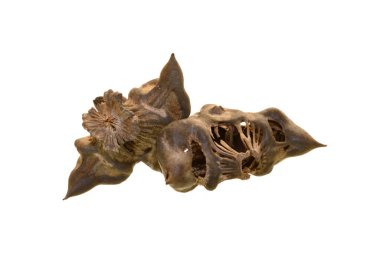 Nehir cevizi beyaz arkaplanda izole edilmiş