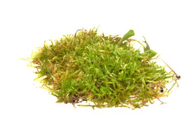 Beyaz arkaplanda yosun izole edildi