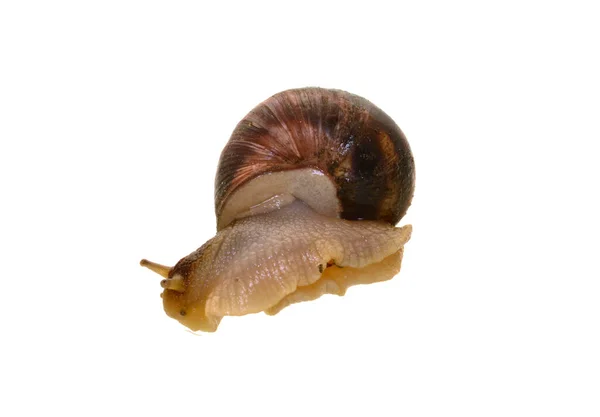 在白色背景上隔离的蜗牛 — 图库照片
