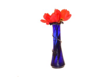 gelincik beyaz arkaplanda izole edildi