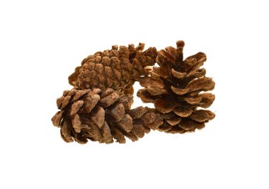 Christmas tree cone isolated on white background