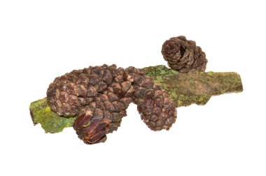 Beyaz arkaplanda ağaç konisi izole edildi