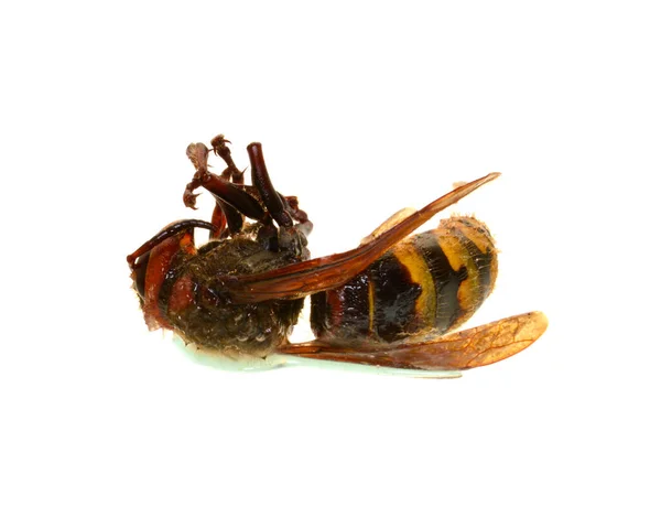 Dead Wasp Elszigetelt Fehér Háttér — Stock Fotó