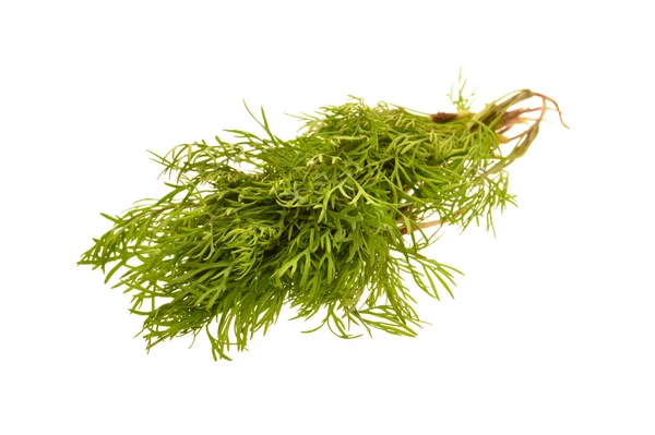 Dill Isolated White Background — Stock Photo, Image