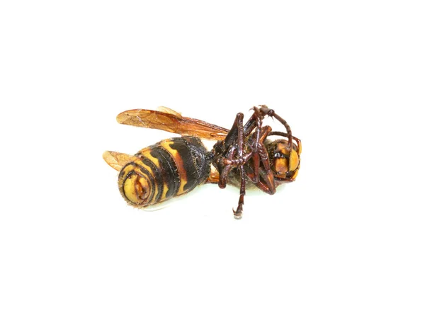 被白色背景隔离的死黄蜂 — 图库照片