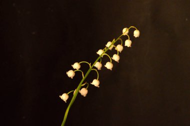 Vadinin zambakları beyaz arka planda izole.