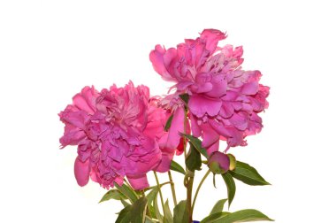 beyaz arkaplanda yalıtılmış bahar çiçeği