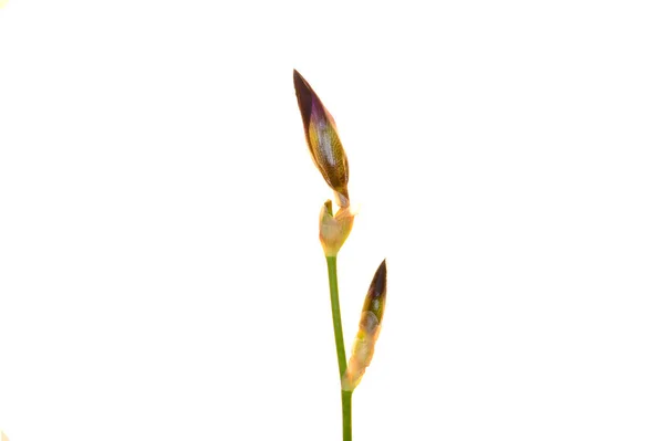 Beyaz Arkaplanda Yalıtılmış Bahar Çiçeği — Stok fotoğraf