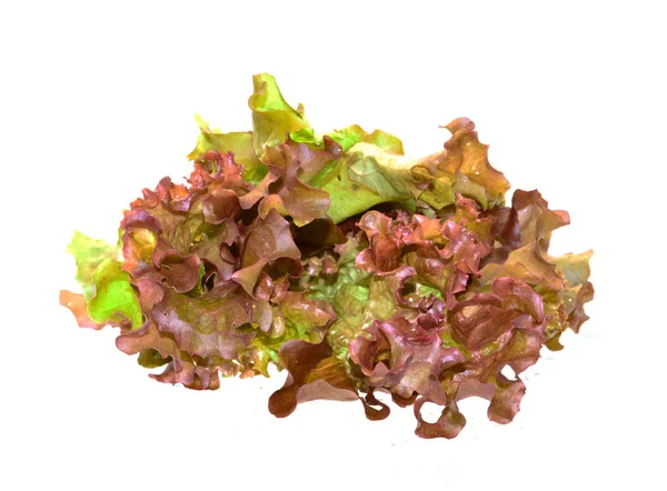 Saláta Izolált Fehér Alapon — Stock Fotó
