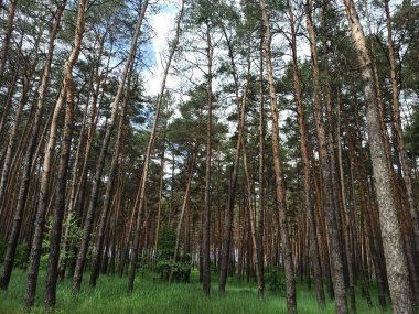 Yazın yeşil orman, yakın çekim.