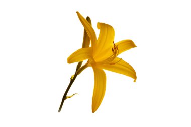 beyaz arkaplanda yalıtılmış bahar çiçeği