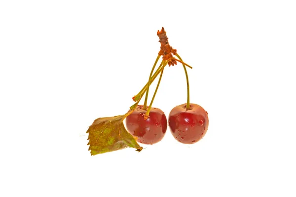 Sweet Cherry Isolated White Background — Stock Photo, Image