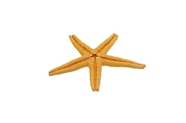 kabuk yıldızı beyaz arkaplanda izole edildi