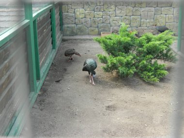                                Hayvanat bahçesindeki vahşi hayvanlar - yakın çekim -