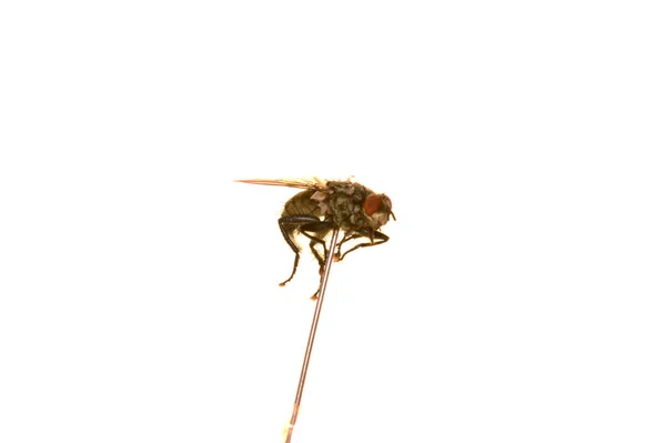 Dry Fly Isolated White Background — Stock Photo, Image