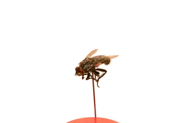 Dry Fly Isolated White Background — Stock Photo, Image