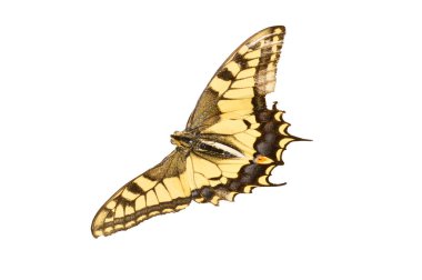 Kelebek beyaz arkaplanda izole