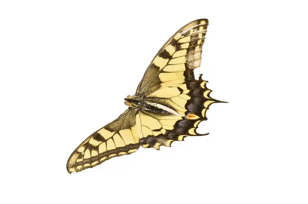 Метелик Ізольований Білому Тлі — стокове фото