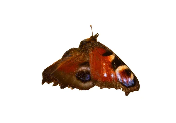 Motýl Izolovaný Bílém Pozadí — Stock fotografie