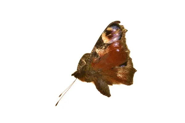 Бабочка Изолированы Белом Фоне — стоковое фото