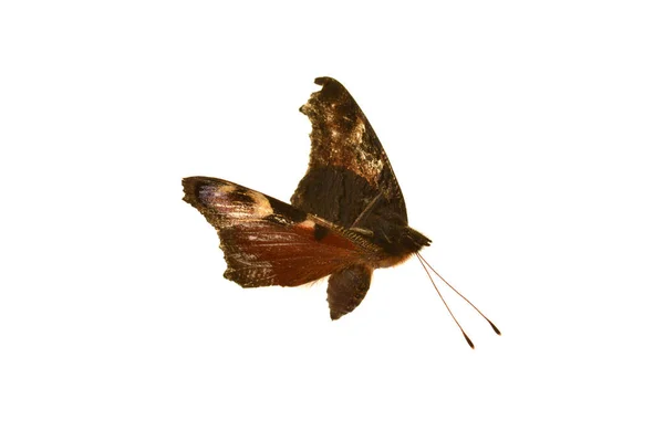Бабочка Изолированы Белом Фоне — стоковое фото