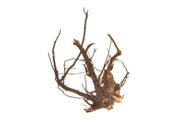 Beyaz arkaplanda ağaç kökü izole