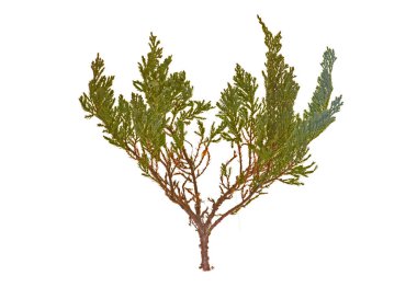 thuja beyaz arkaplanda izole