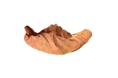 beyaz arkaplanda kuru yaprak izole