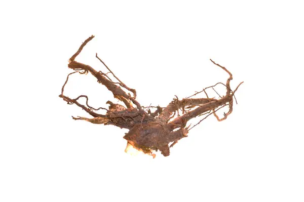 Beyaz arkaplanda ağaç kökü izole
