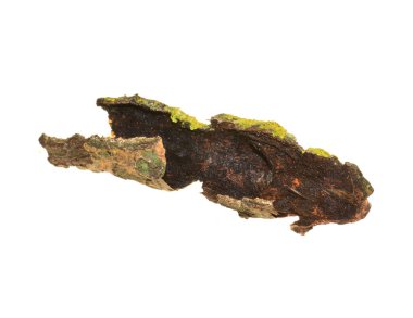 Beyaz arkaplanda ağaç kabuğu izole