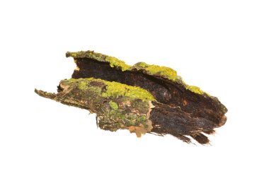 Beyaz arkaplanda ağaç kabuğu izole