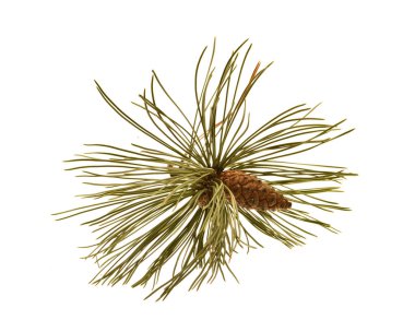 Beyaz arkaplanda çam kozalağı izole