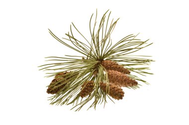 Beyaz arkaplanda çam kozalağı izole