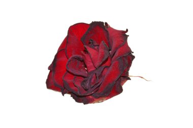 beyaz arkaplanda izole gül