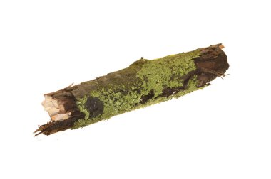 Beyaz arkaplanda ağaç kabuğu izole