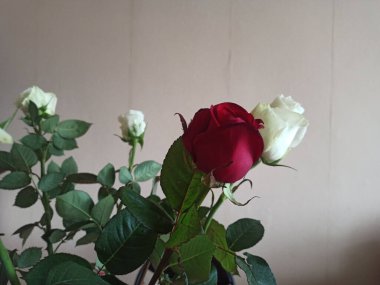 Beyaz arkaplanda izole güller