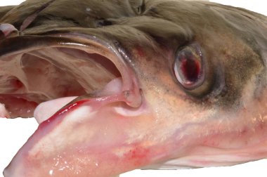 Beyaz arkaplanda çiğ balık izole edilmiş