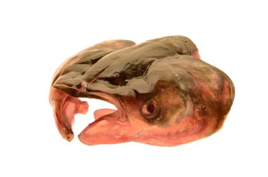 Beyaz arkaplanda çiğ balık izole edilmiş