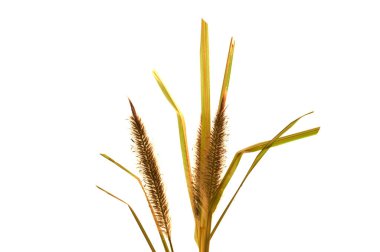 kuru bitki beyaz arkaplanda izole edildi